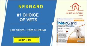 Flea and Tick Protection for Dogs: What Actually Works