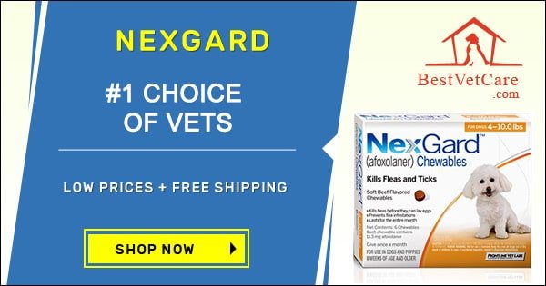 Flea and Tick Protection for Dogs: What Actually Works