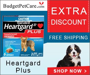 Heartworm Prevention for Dogs: Why It’s Non-Negotiable
