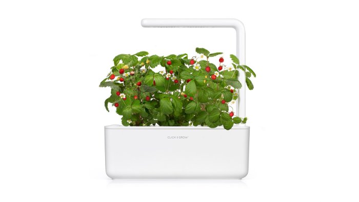 Growing Herbs Indoors Without the Guesswork
